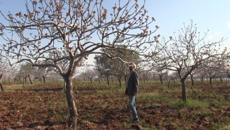 Şanlıurfa’da yoğun kar yağışları çiftçinin yüzünü güldürdü