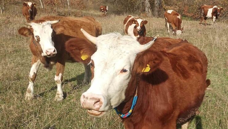 Şapla mücadelede kritik dönem başladı: Aşısız hayvana sevk yok, ceza var