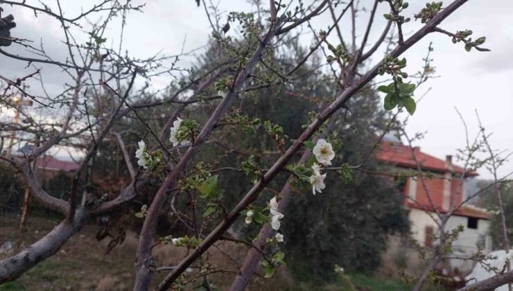 Sarıgöl’de ağaçlar çiçek açtı, dağlar mantar doldu
