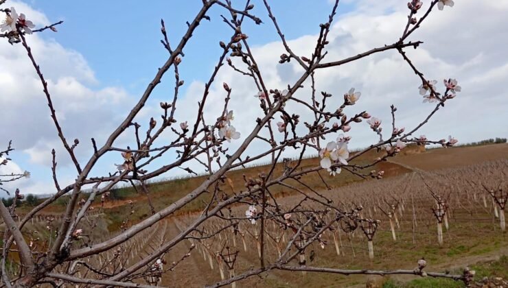 Sarıgöl’de badem ağaçları çiçek açtı