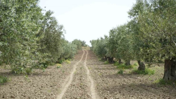 Saruhanlı’da halkalı leke alarmı