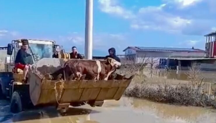 Selde mahsur kalan inekler boğulmaktan kurtarıldı