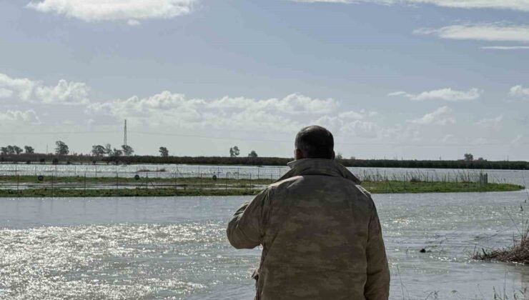 Seyhan Nehri taştı, Tarsus’ta tarım arazileri sular altında kaldı
