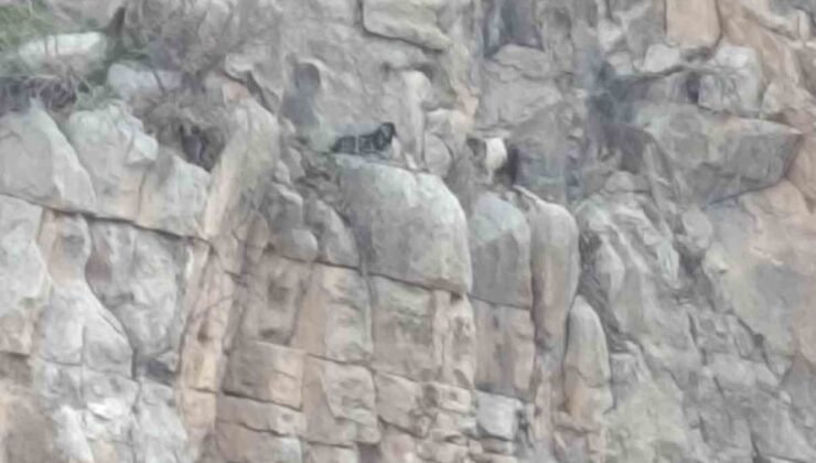 Siirt’te kayalıklarda 4 gündür mahsur kalan 2 keçi kurtarıldı