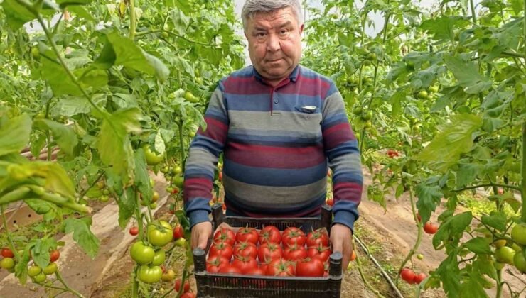 Simav’da yetişen ’coğrafi işaretli’ Eynal domatesi pazarlarda ilgi görüyor