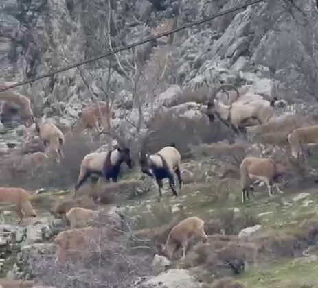 Sincik boğazına dağ keçileri indi