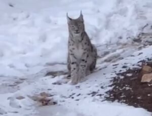 Şiran’da yerleşim alanında vaşak görüntülendi