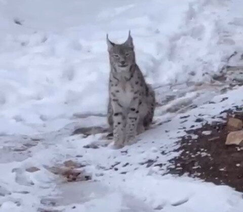 Şiran’da yerleşim alanında vaşak görüntülendi
