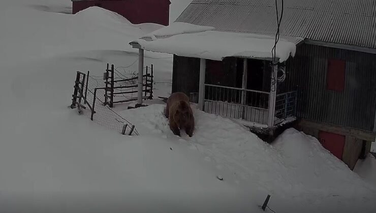 Sis Dağı’nın davetsiz misafiri: Koca ayı evleri mesken tuttu