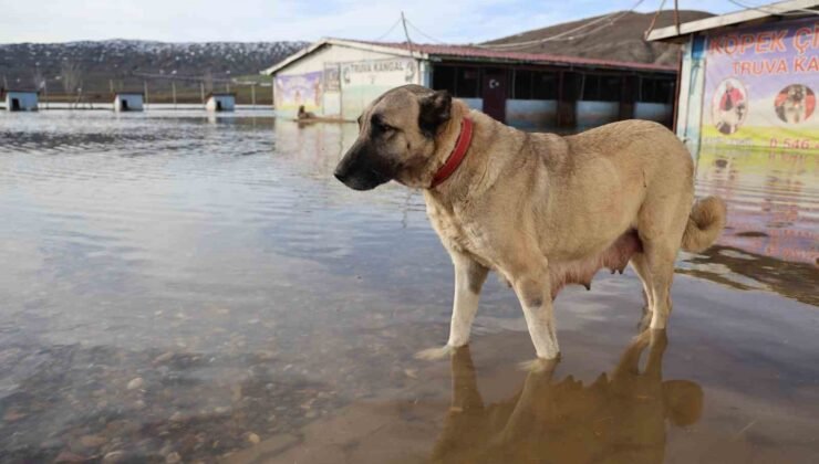 Sivas’ın dünyaca ünlü marka değeri Anadolu Aslanları su altında kaldı