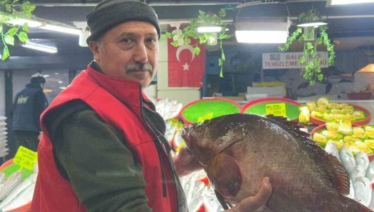 Sivas’ta 7.5 kiloluk orfoz balığı tezgahın ağası oldu