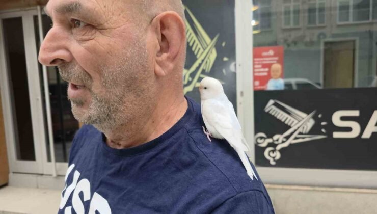 Sokaklarda omzundaki kuşuyla geziyor