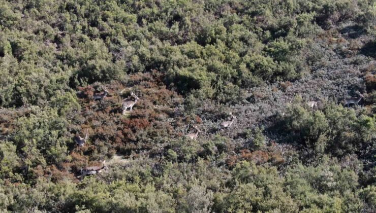 Sosyal medyada paylaşıldı, Tuzla’daki geyikler ilgi odağı oldu