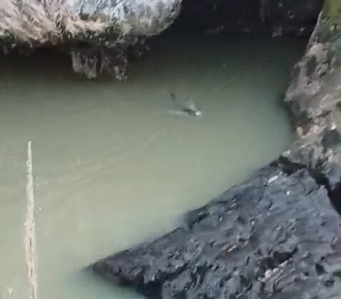 Su samuru balık avlarken görüntülendi