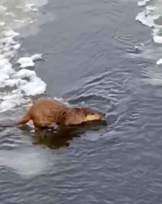 Su samuru, buz üstünde balık yerken görüntülendi