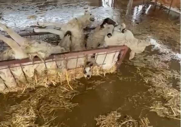 Sular altında kalan hayvan damındaki koyunlar telef oldu