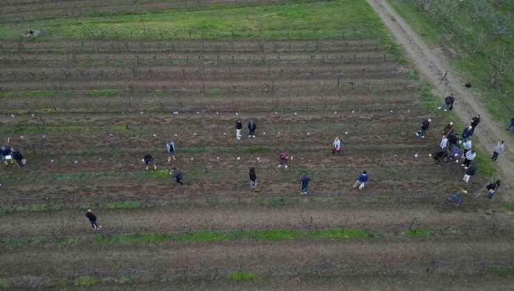 Tekirdağ’da  bağ budama yarışması