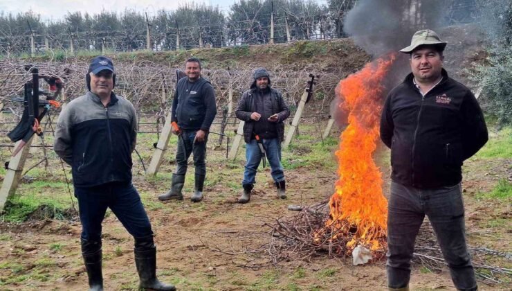 Üzüm bağlarında zorlu budak mesaisi