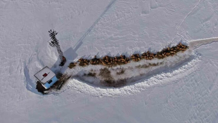 Van’da besicilerin karda zorlu mesaisi sürüyor