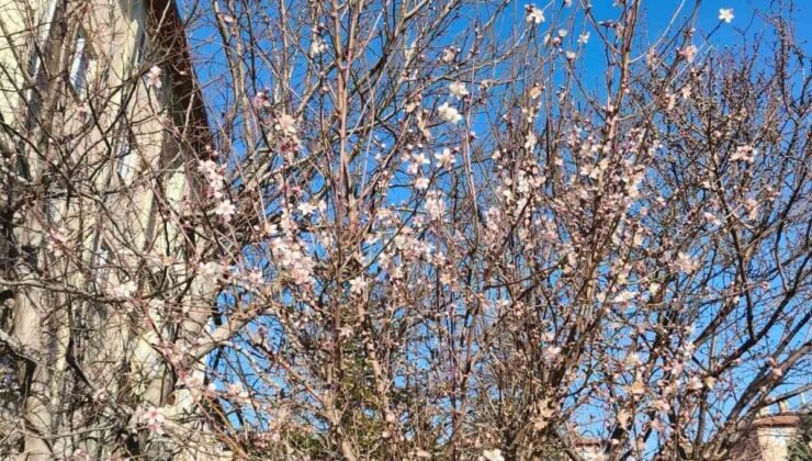 Yalancı bahara aldanan ağaçlar şubat ortasında çiçek açtı