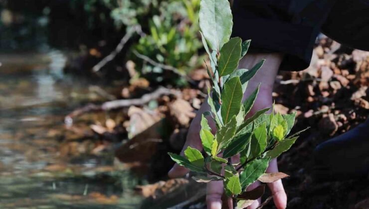 Yamanlar’da yanan ormanlar yeniden yeşeriyor