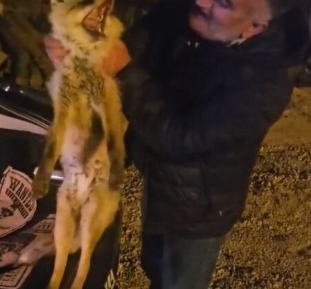 Yaralı tilki için seferber oldu