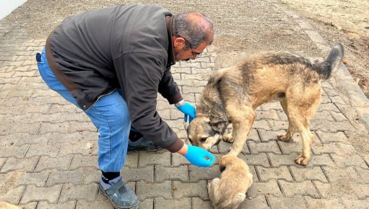 Yemek artıkları mamaya dönüşüyor