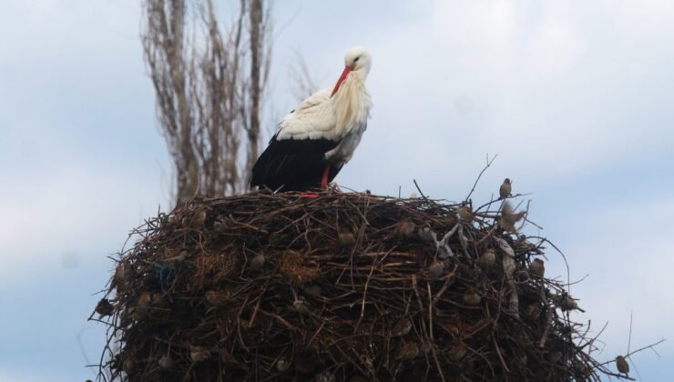 Yılın ilk leylekleri gelmeye başladı, ilk gören 1 çuval unu kaptı