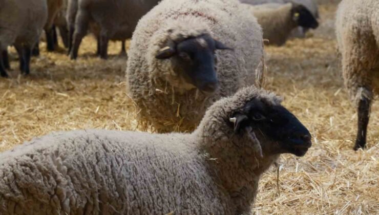 Yılların Merinos Koyunu’na yeni etçil rakip geldi: Bandırma Koyunu