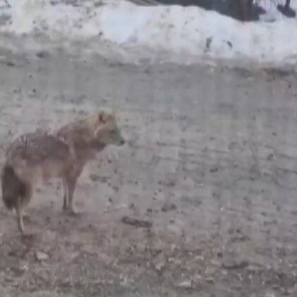 Yiyecek arayan kurt yerleşim yerine indi