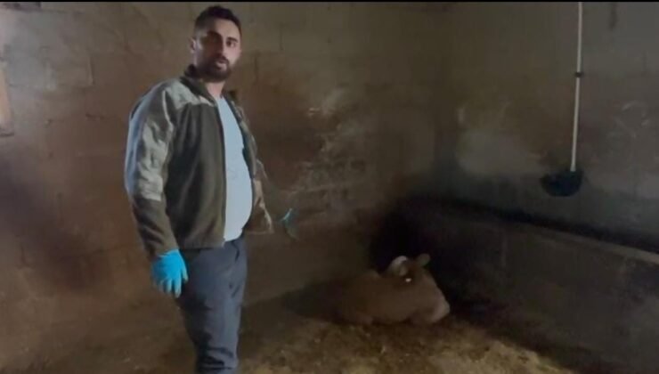 Yozgat’ta ahırlara yıldırım düştü, hayvanlar telef oldu