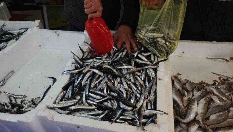 Zonguldak’ta limandan 500 ton hamsi çıktı