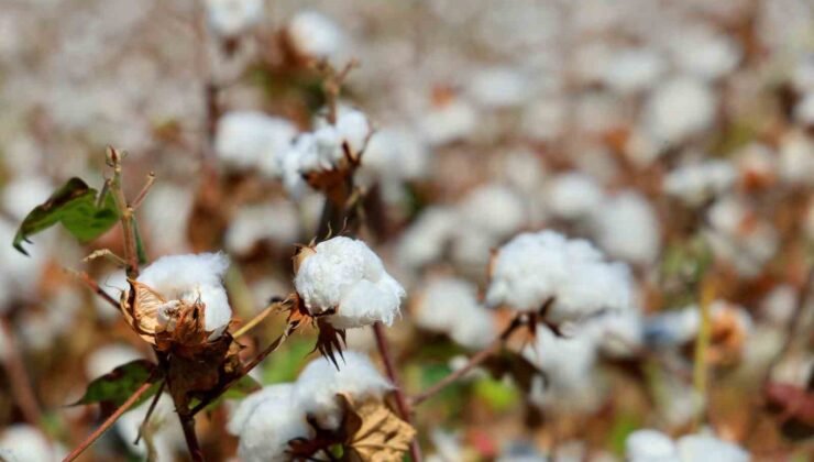 Adana’da pamukta ’pembekurt’ zararlısına karşı uyarı