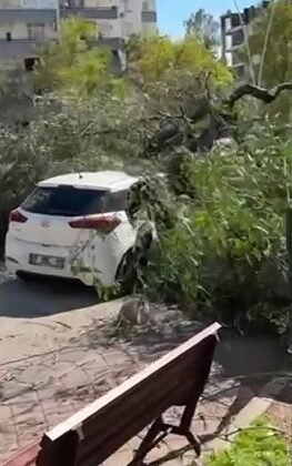 Adana’da şiddetli rüzgar ağaçları devirdi
