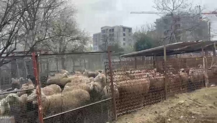 Ahırda çıkan yangında çok sayıda hayvan telef oldu