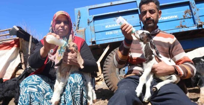 Akaryakıt karıştığı iddia edilen yağmur suyu birikintisinden içerek telef olan küçükbaş hayvanların yavrularını biberonla yaşatmaya çalışıyorlar