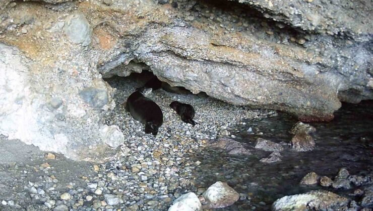 Akdeniz keşiş foku yaşam alanlarına insan baskısı