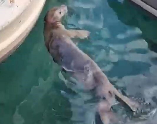 Akyarlar’da yavru Akdeniz foku ilgi odağı oldu