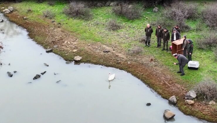 Ankara’da düşen kuğu Edirne’de özgürlüğüne kavuştu