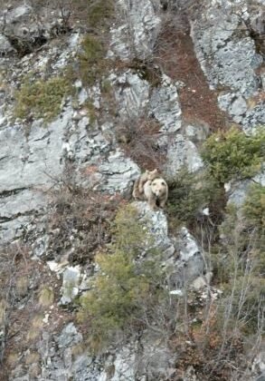 Anne boz ayı sırtındaki yavrusu ile dron kamerasına yakalandı