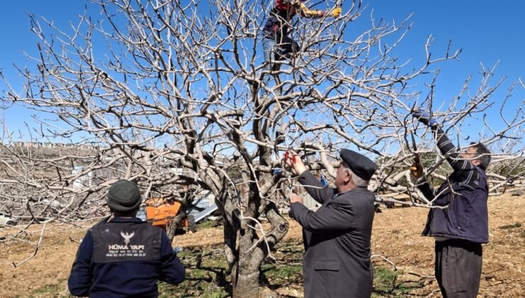 Antep fıstığında bakım ve budama zamanı