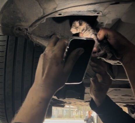 Araç içerisinde sıkışan yavru kediyi tamirhanede çırak sahiplendi