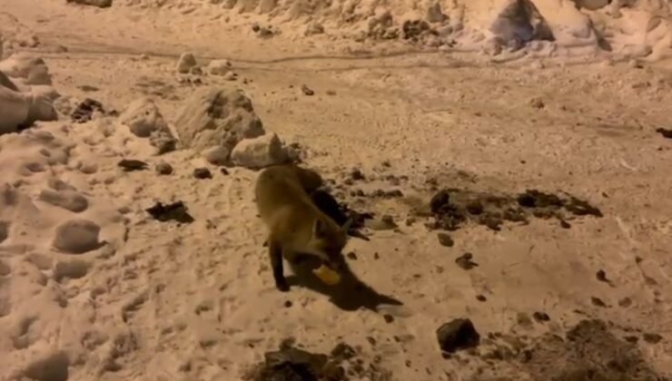 Ardahan’da bir adam, her gün evinin önüne gelen tilkiyi besliyor