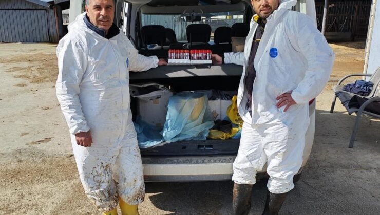 Ari işletmede tüberküloz ve brusella testi yapıldı