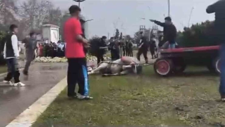 Atını sopa ve tekmeyle bayılttı