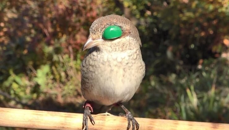 Atmacacılık geleneği için Meclis’ten karar çıktı
