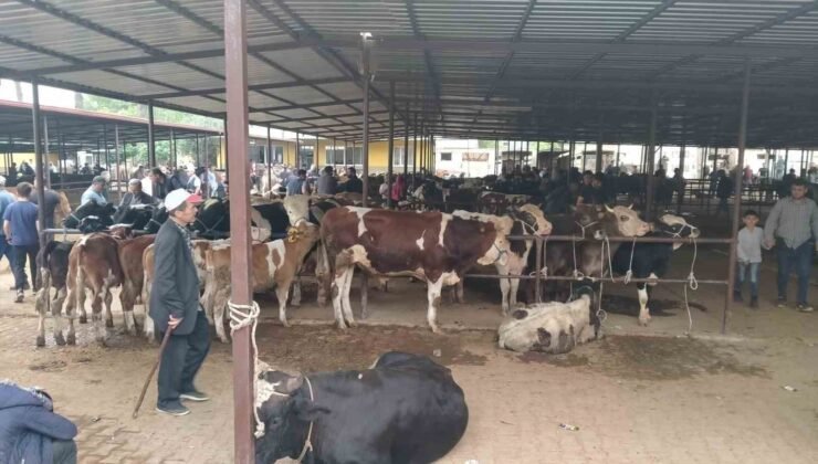 Aydın’da hayvan pazarlarında yeni dönem: “Kurallar ve saatler belirlendi”