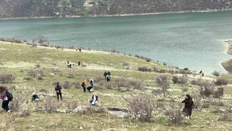 Bahar çiçeği nergisler doğaseverlerin ilgi odağı oldu