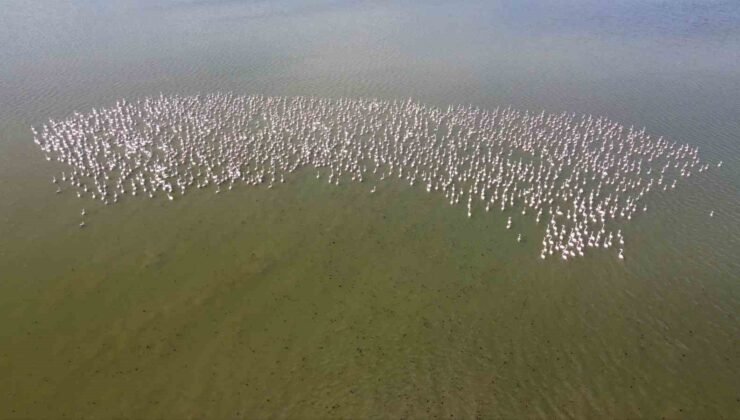 Baharın habercisi allı turnalar Yozgat’ta görüntülendi