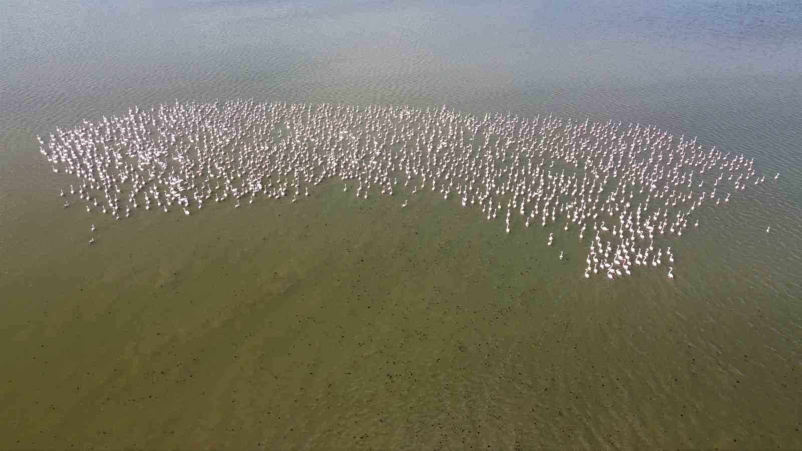 Baharın habercisi allı turnalar Yozgat’ta görüntülendi